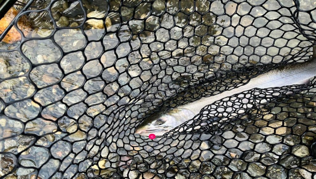 Catch and Release Salmon in BC: Your Guide to Responsible Fishing