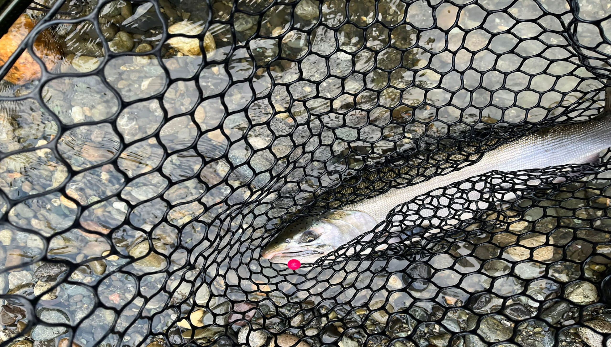 Our Top 10 Tips for Enjoying Fall Salmon in Canada