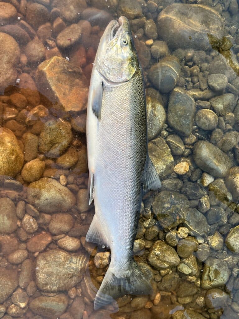 The Fraser River Fishing Experience: Discover Secret Spots