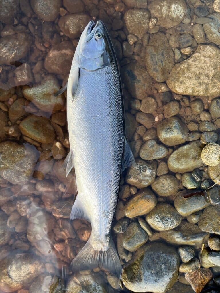Freshwater Salmon Fishing: Top 5 Rivers for Trophy Chinook & Coho