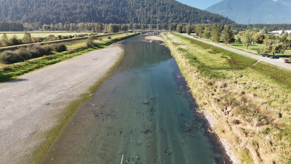Vedder River Summer Chinook: The Complete Chilliwack Guide