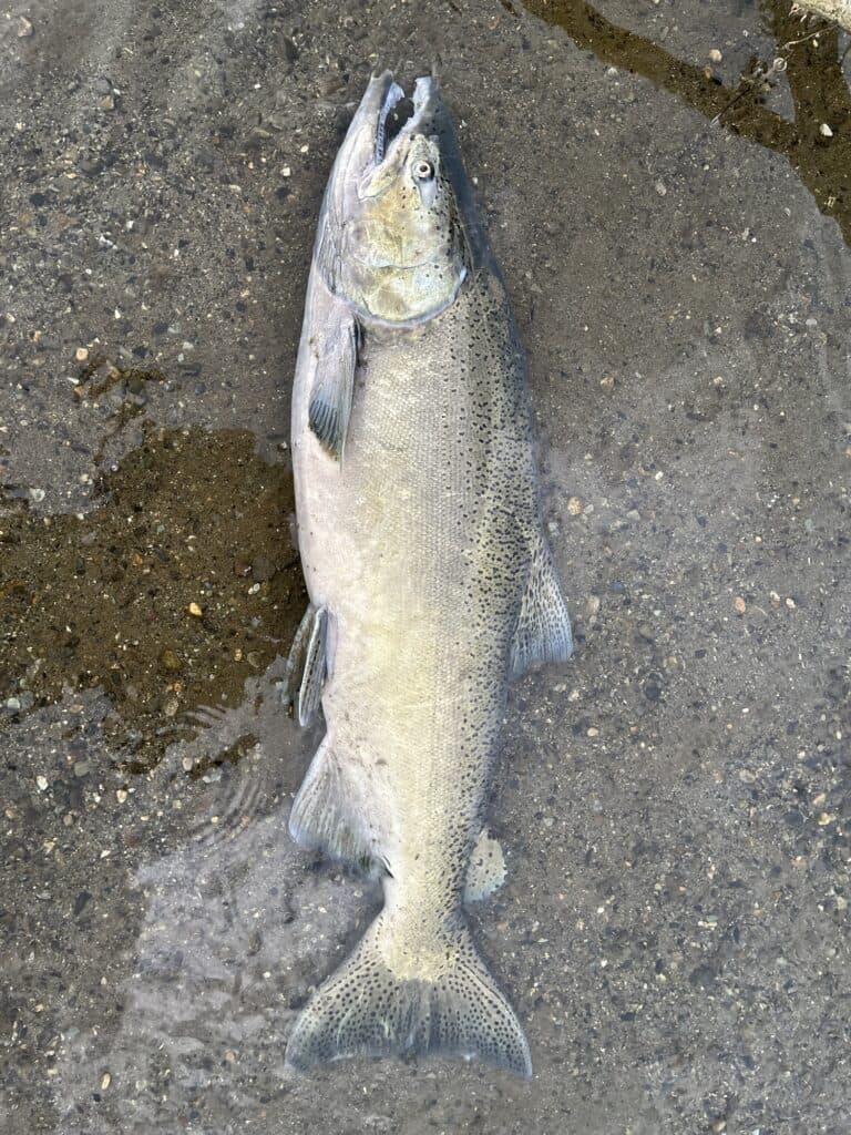 Chinook Salmon Fraser River: Complete Guide to King Salmon Fishing Hotspots & Techniques (2026)