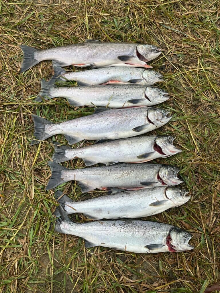 Nicomen Slough Fishing: Complete 2026 Guide for BC Anglers