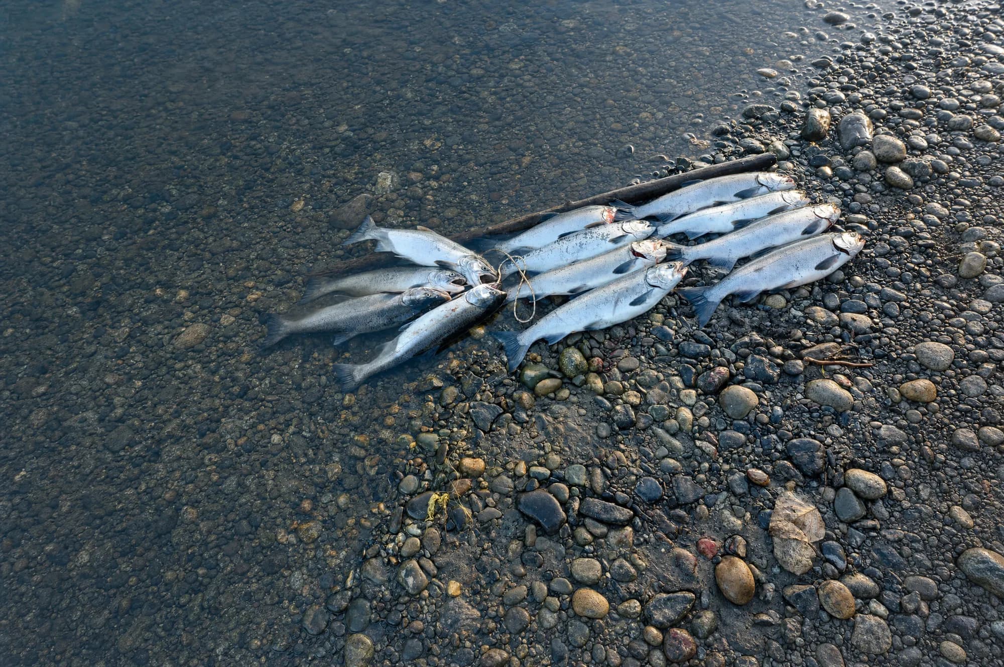 Fresh salmon laid out at the waterline of a gravel bar