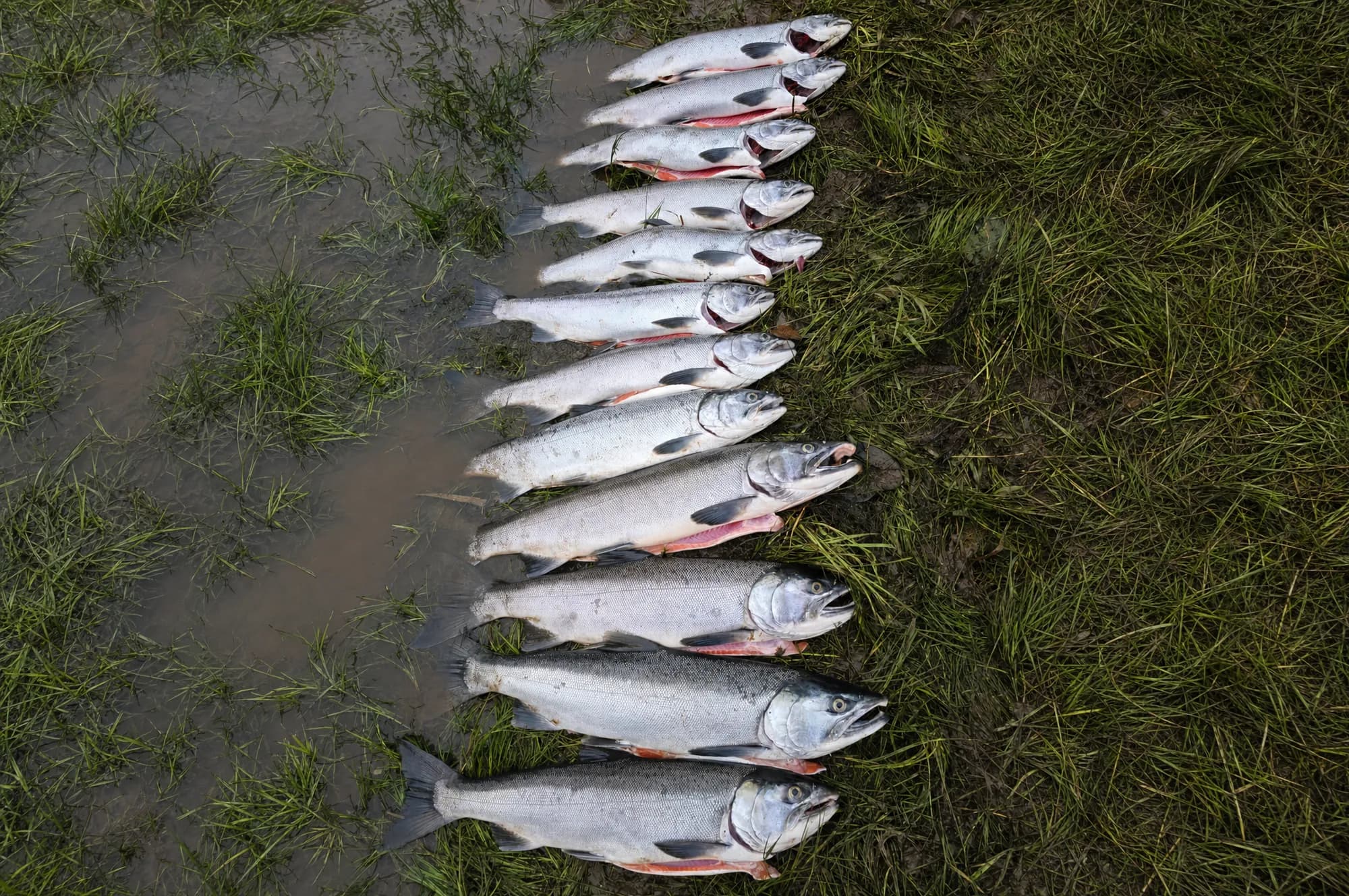 A big day's catch of salmon laid out in a row on riverside grass