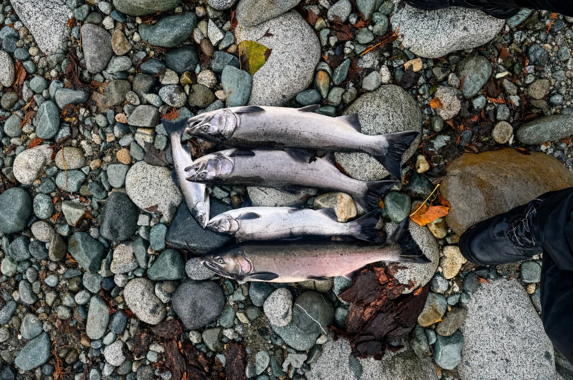 Five salmon on round river rocks