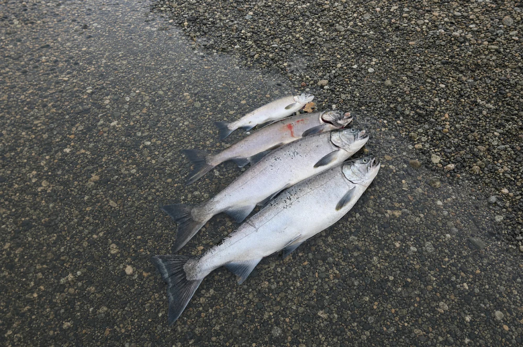 Five salmon on the wet shoreline of a gravel bar