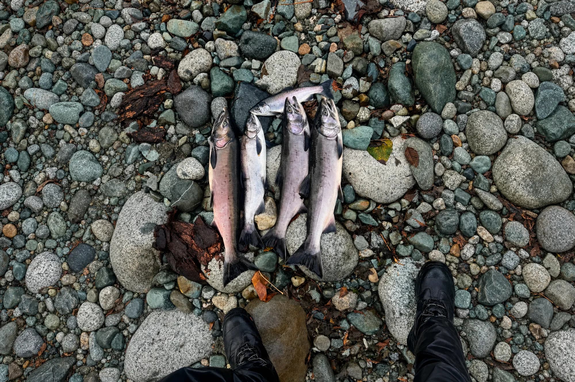 Four salmon showing fall colours on round river rocks with autumn leaves