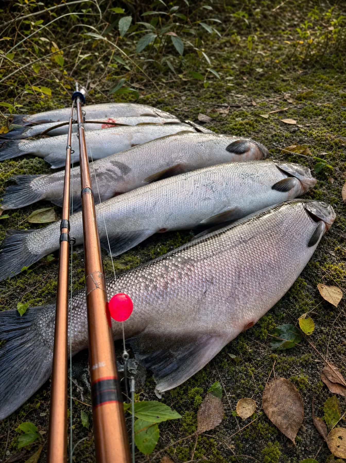 Coho salmon laid in a line on moss beside two float rods, one rigged with a bright pink bead