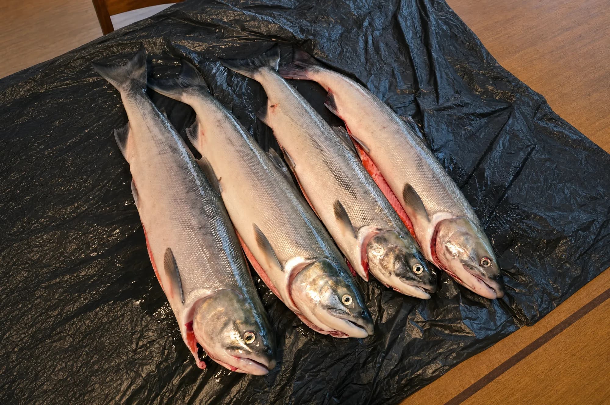 Four salmon laid out on a tarp after a day on the river