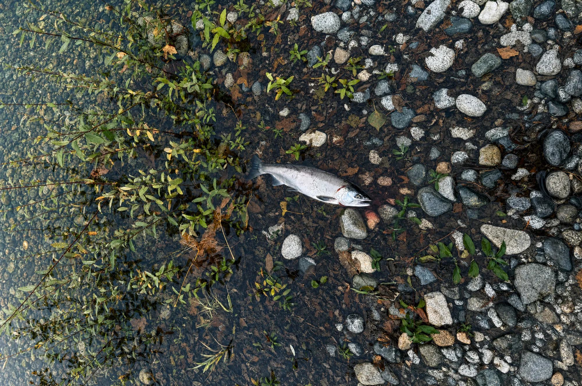 Single bright salmon on gravel among streamside plants