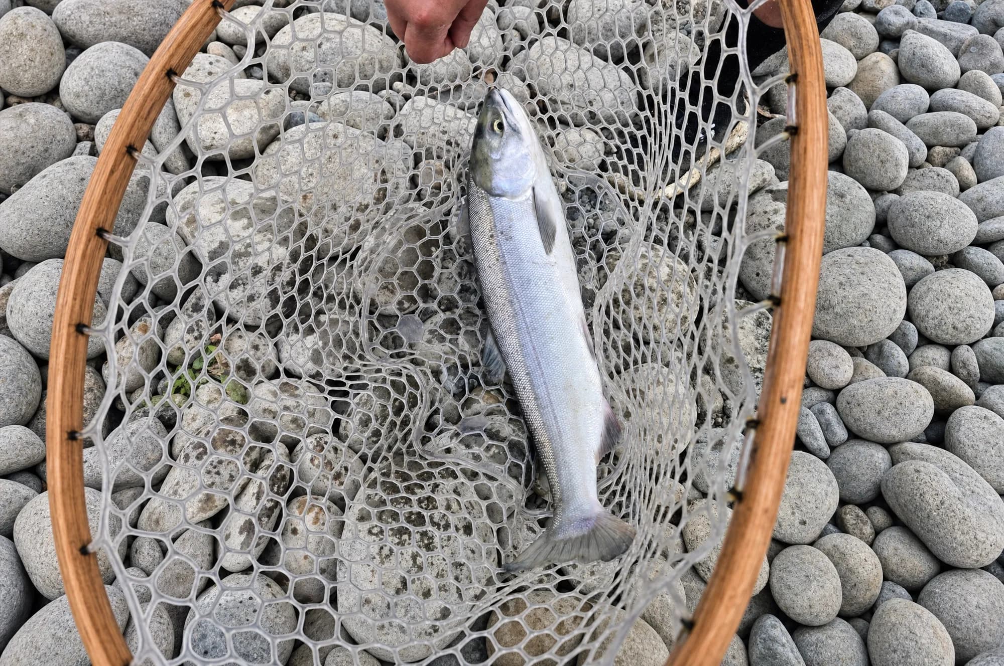 Bright salmon in a wooden-hoop landing net over river rocks