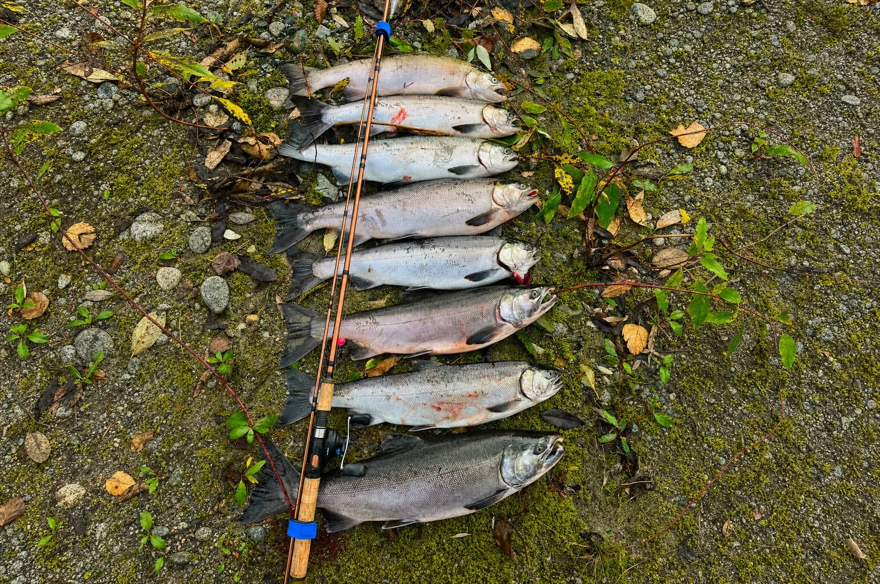 A row of coho salmon laid out on moss beside a float rod