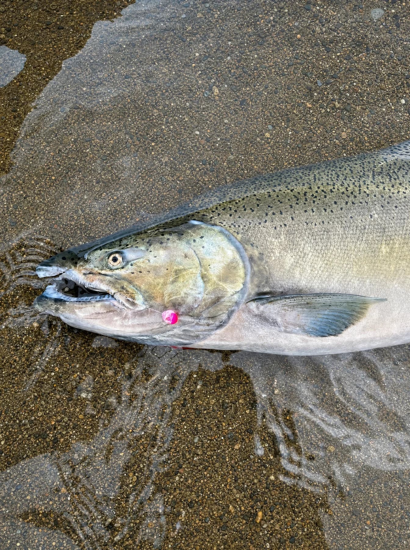 Chinook with a pink bead at the corner of its jaw, resting on wet gravel at the water's edge