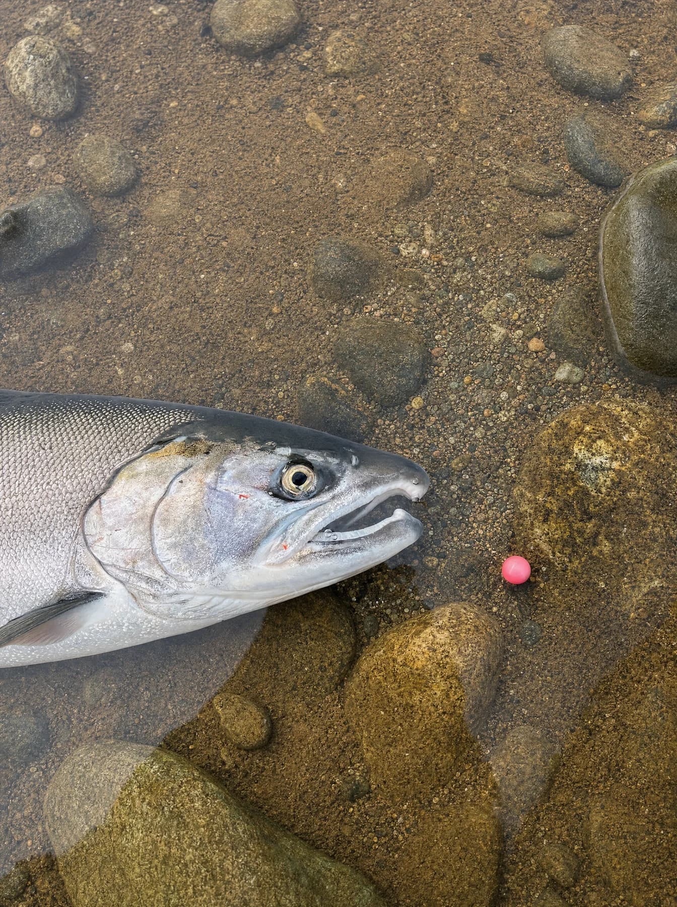 Coho's head in shallow water, with a bright pink bead resting on the gravel beside it