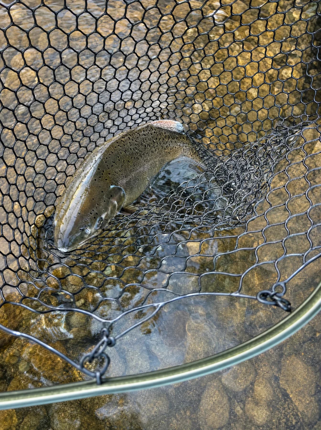Chinook resting in a landing net, held just under the surface of clear river water