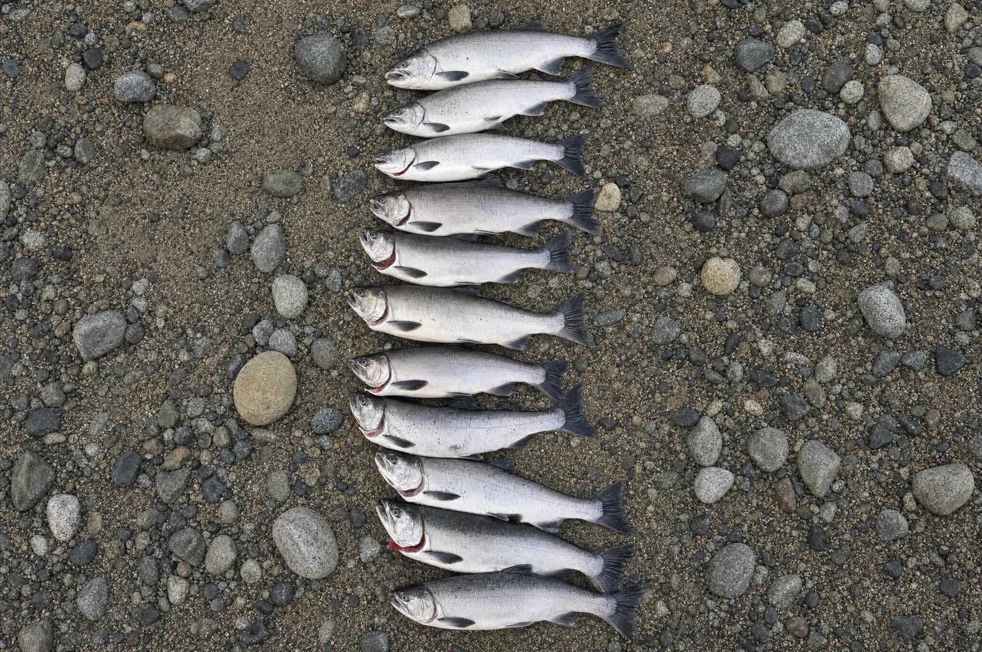 Ten salmon laid out in a neat row on river gravel
