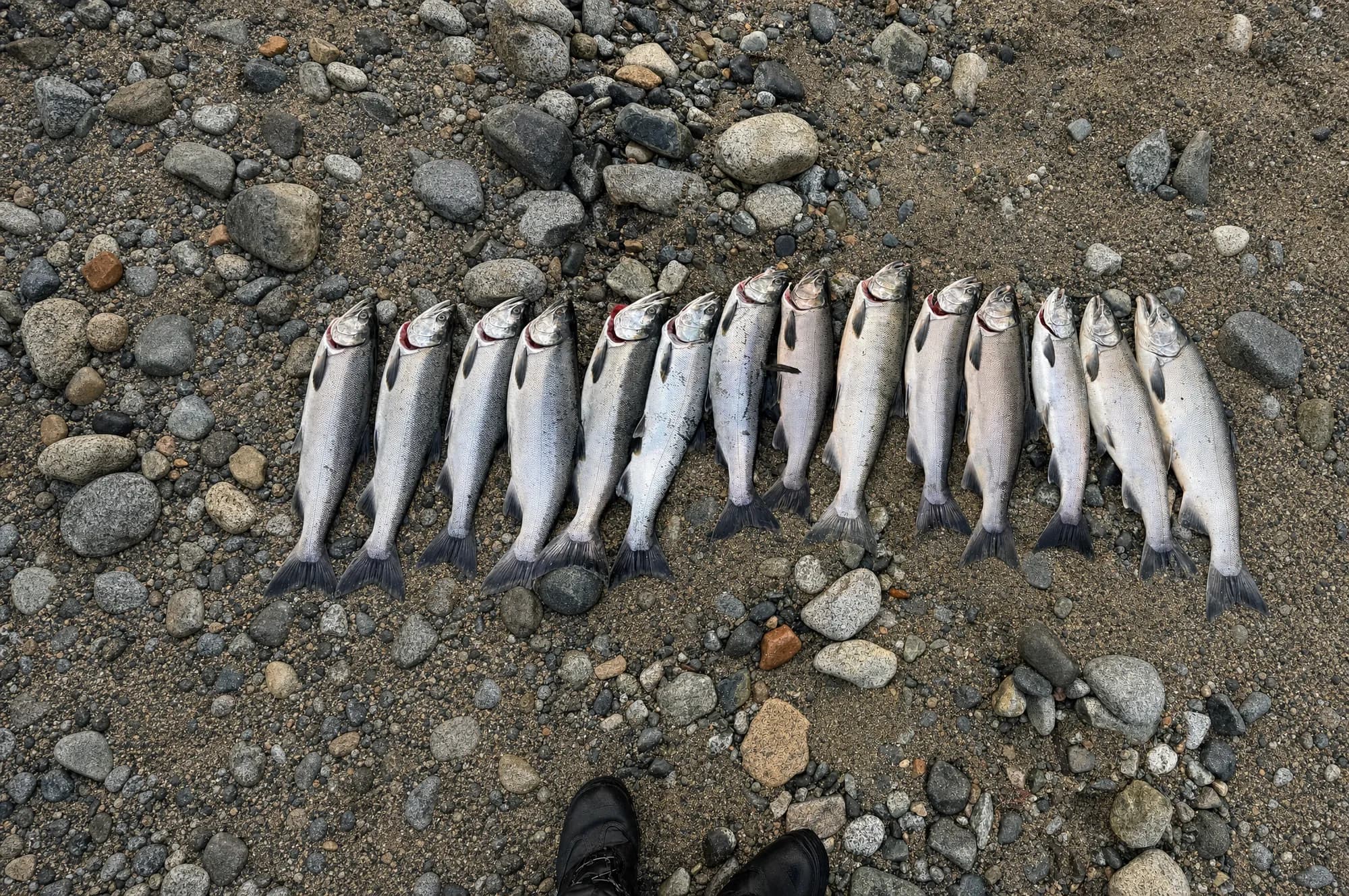 A dozen bright salmon laid out in a row on river gravel