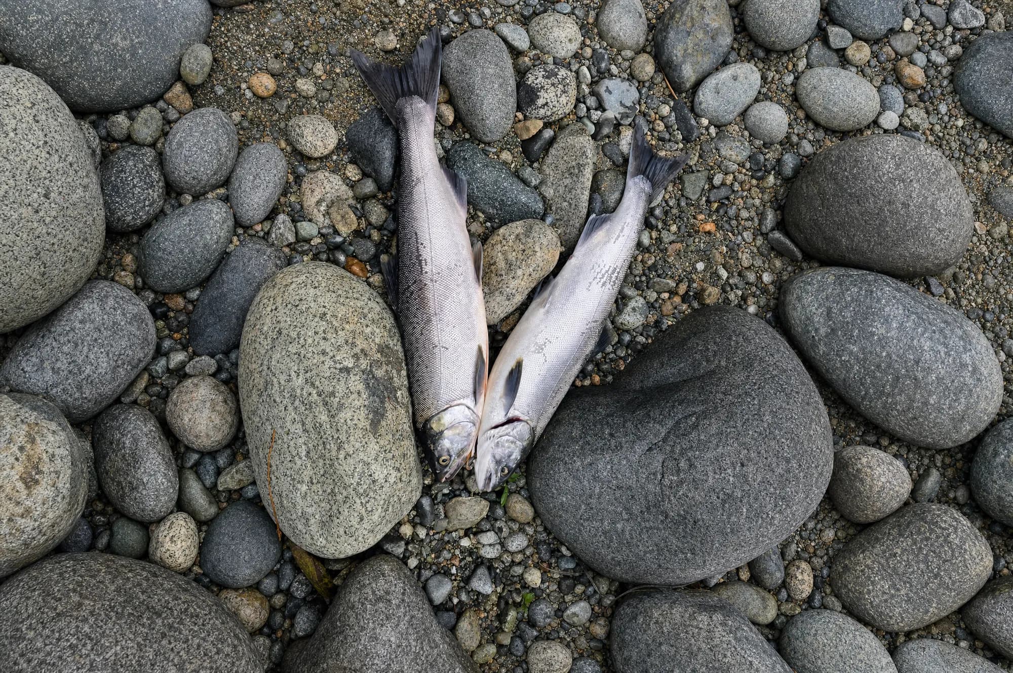 Two salmon laid between large river boulders