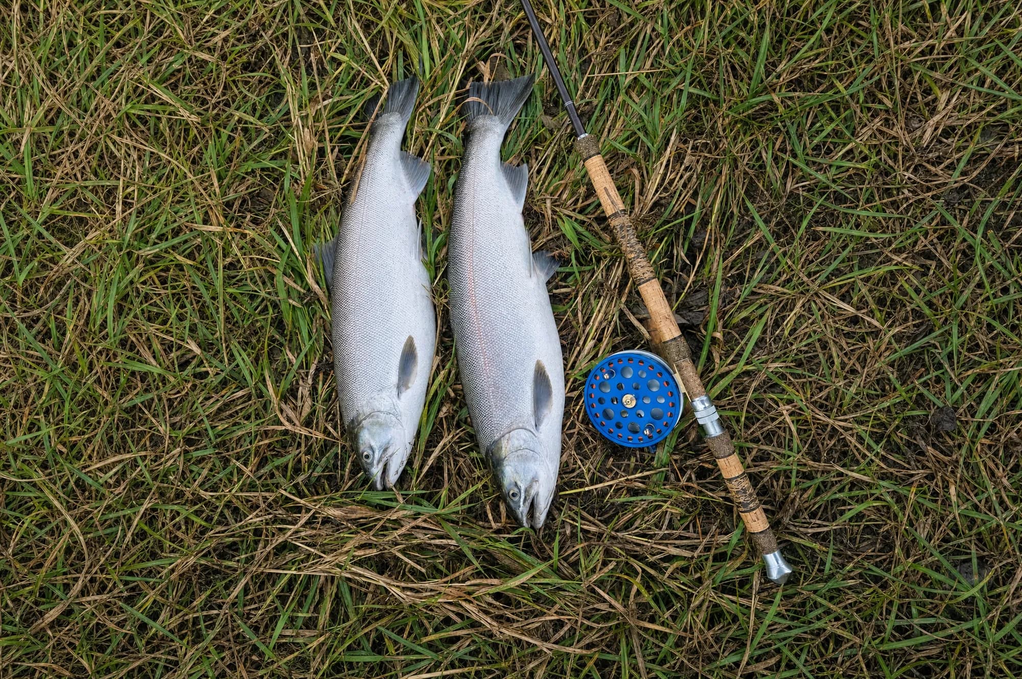 Two salmon with a float rod and blue reel on riverside grass