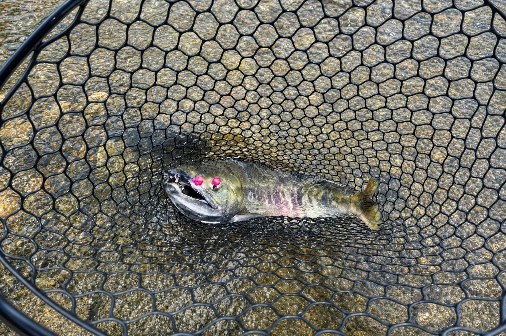 Chum caught on a raspberry bead by Ram on the Vedder River, Chilliwack