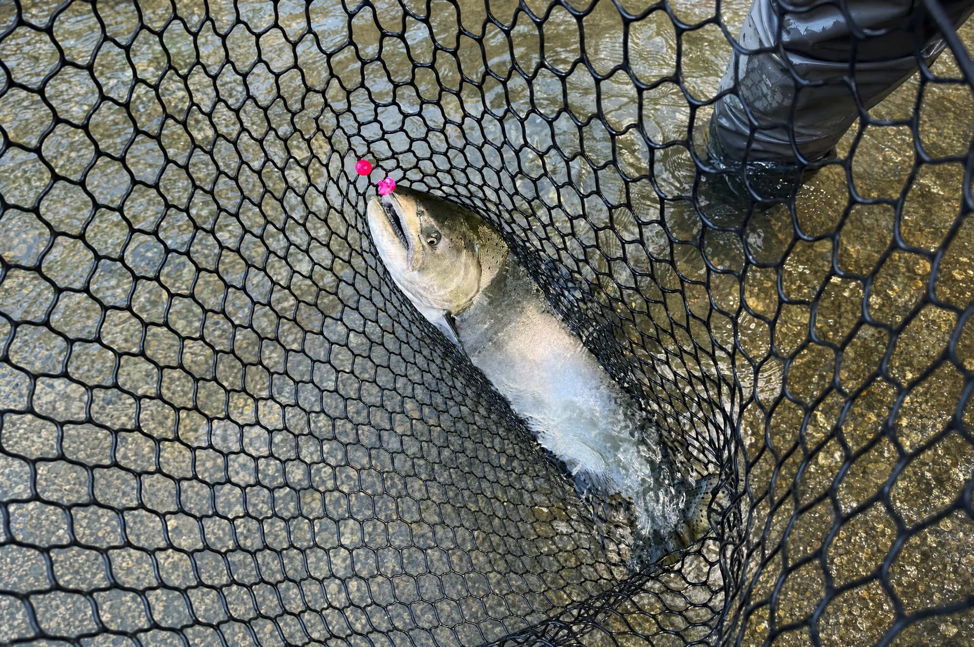 Chinook caught on a raspberry bead by Ram on the Vedder River, Chilliwack