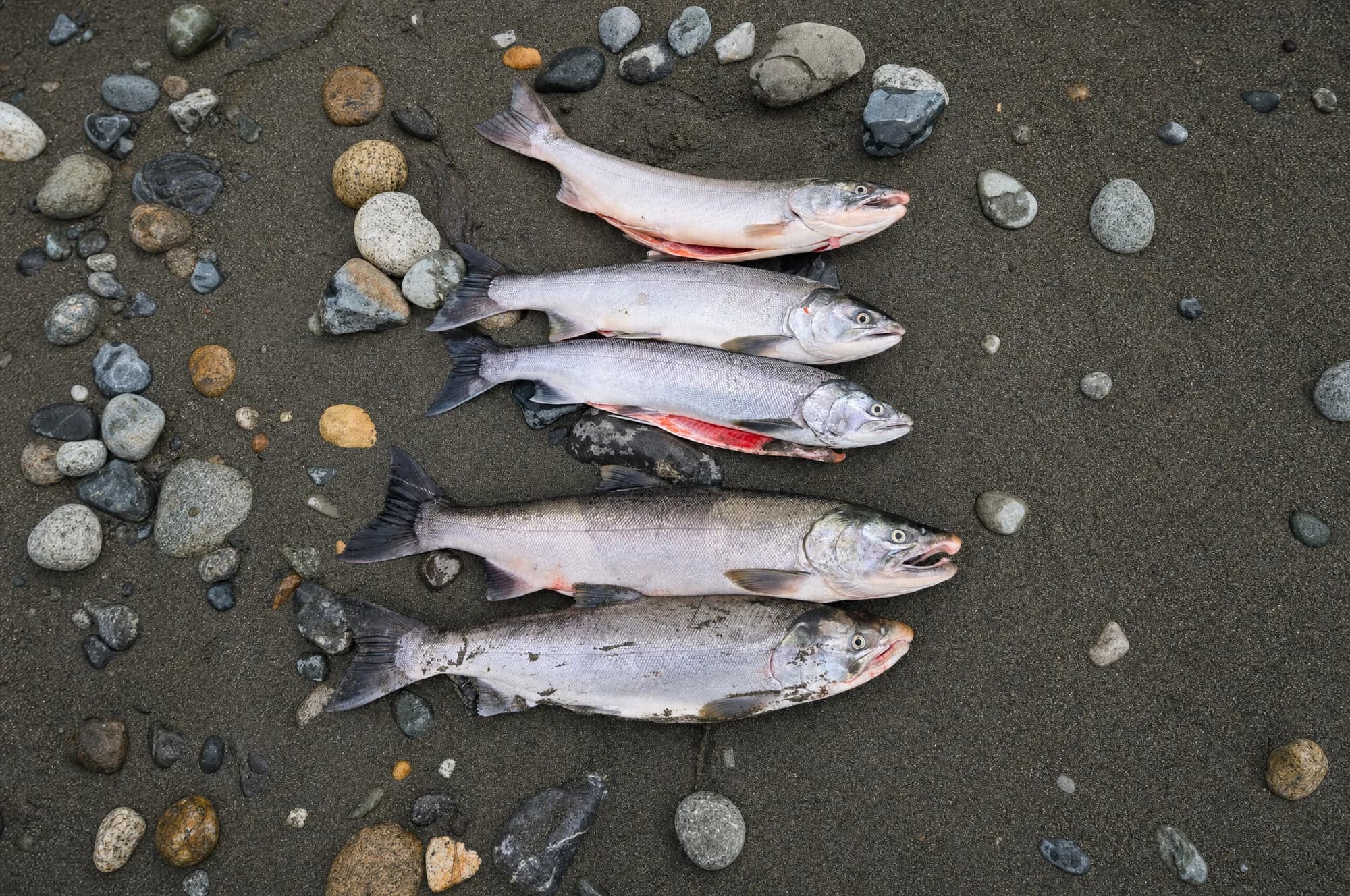 Coho caught on Raspberry, Cerise and Pink beads on the Vedder River, Chilliwack