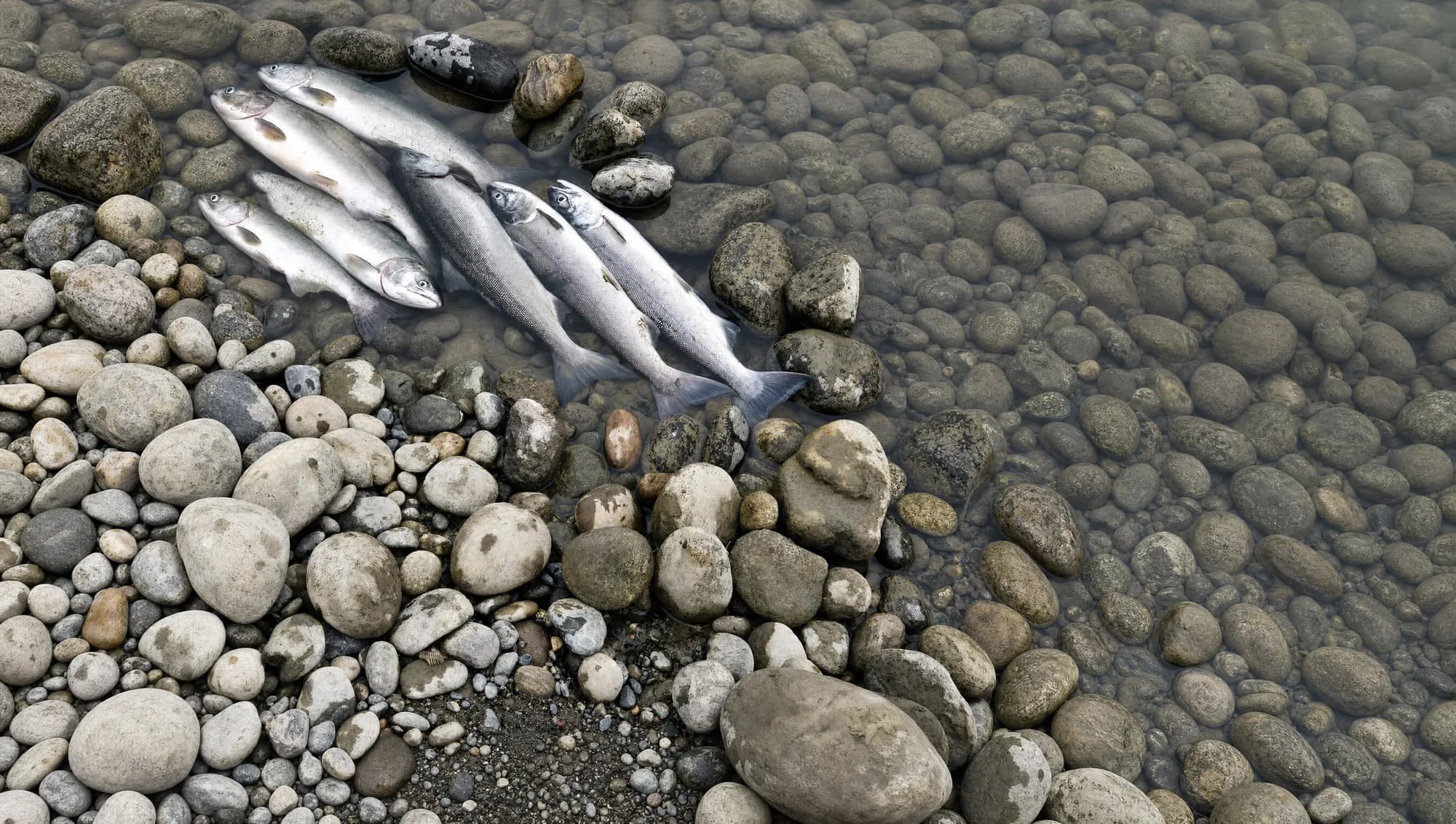 Pink salmon landed on a rocky river shoreline
