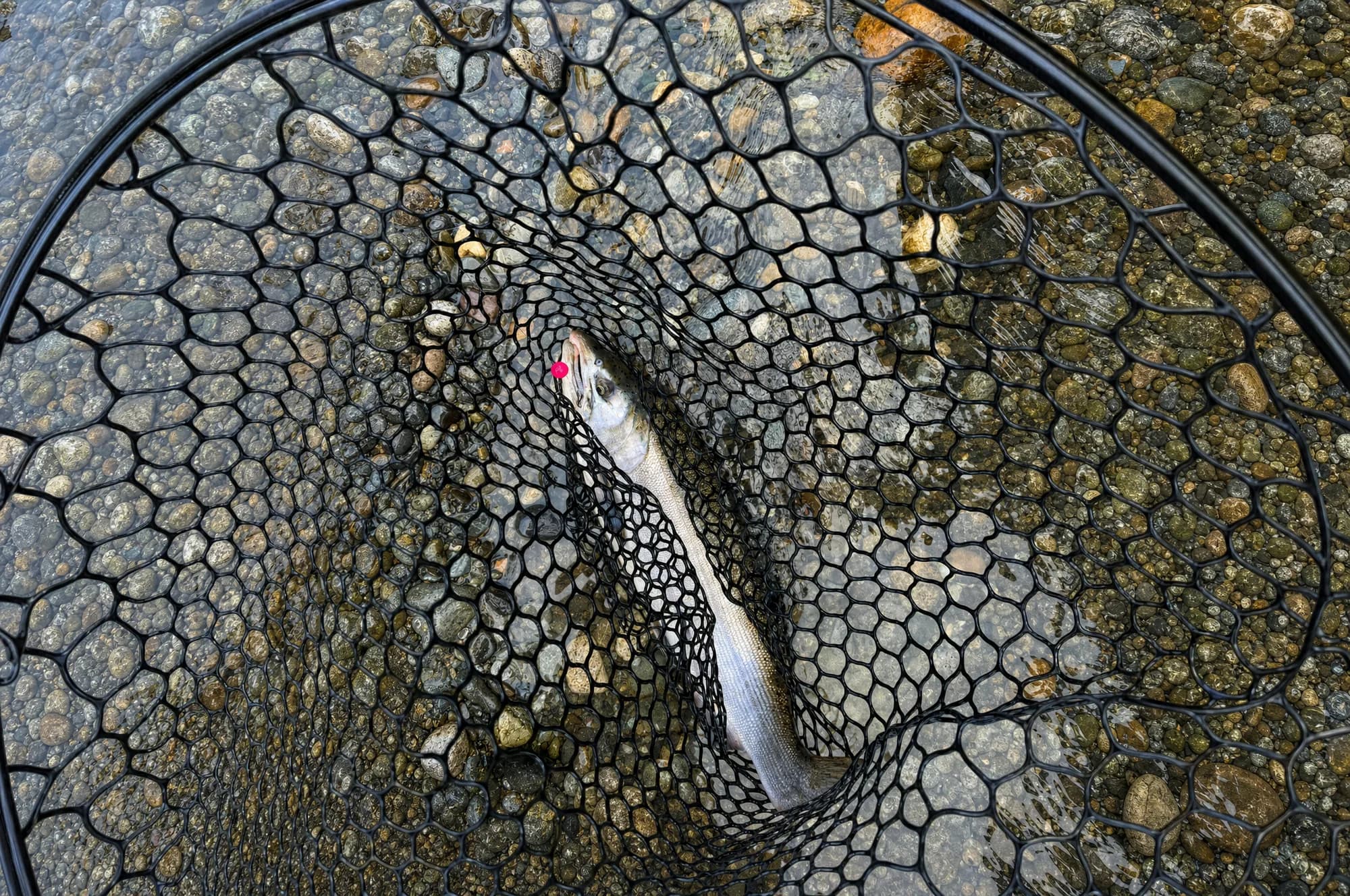 Coho caught on a raspberry bead by Ram on the Vedder River, Chilliwack