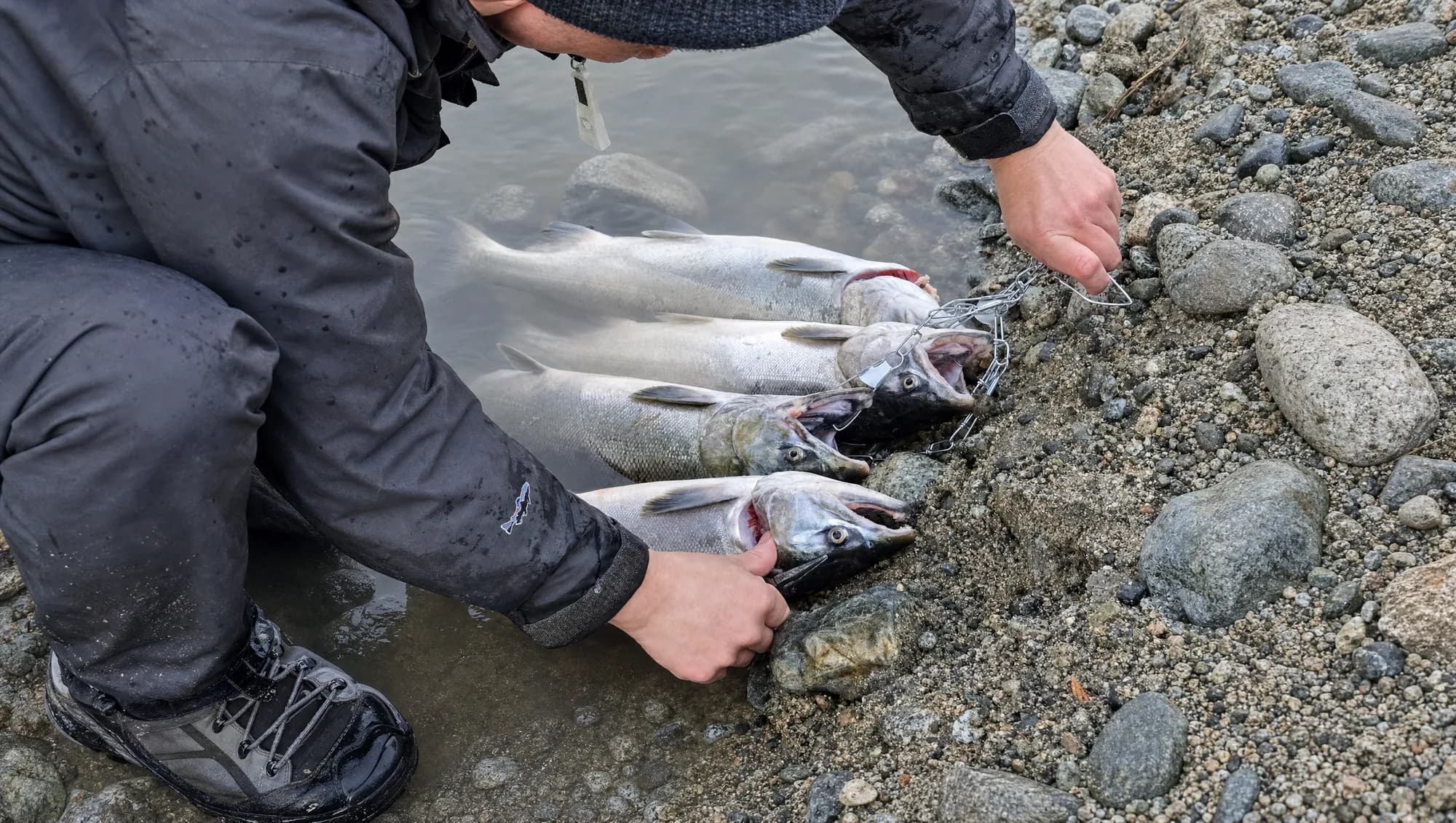 Coho salmon on a stringer at the water's edge