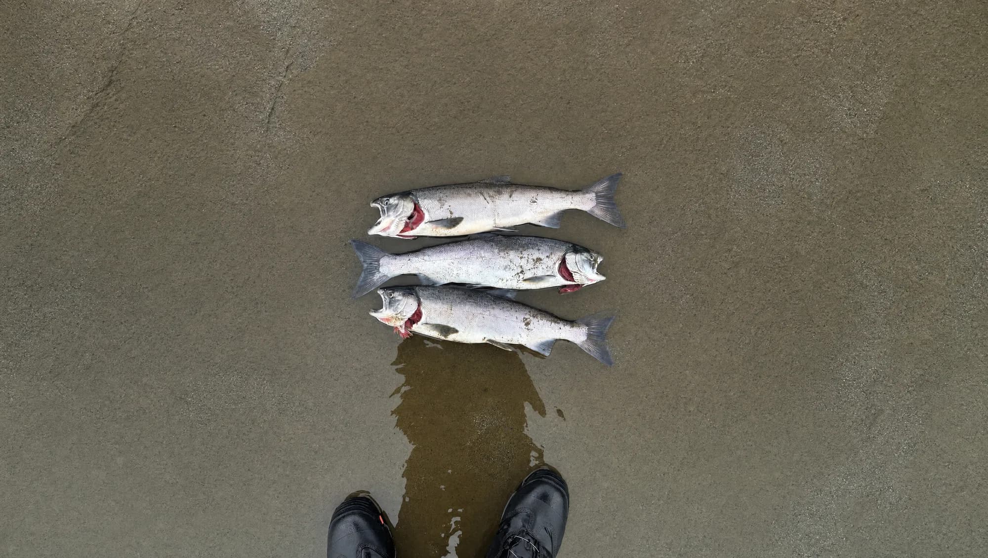 Top-down view of three freshly caught coho salmon
