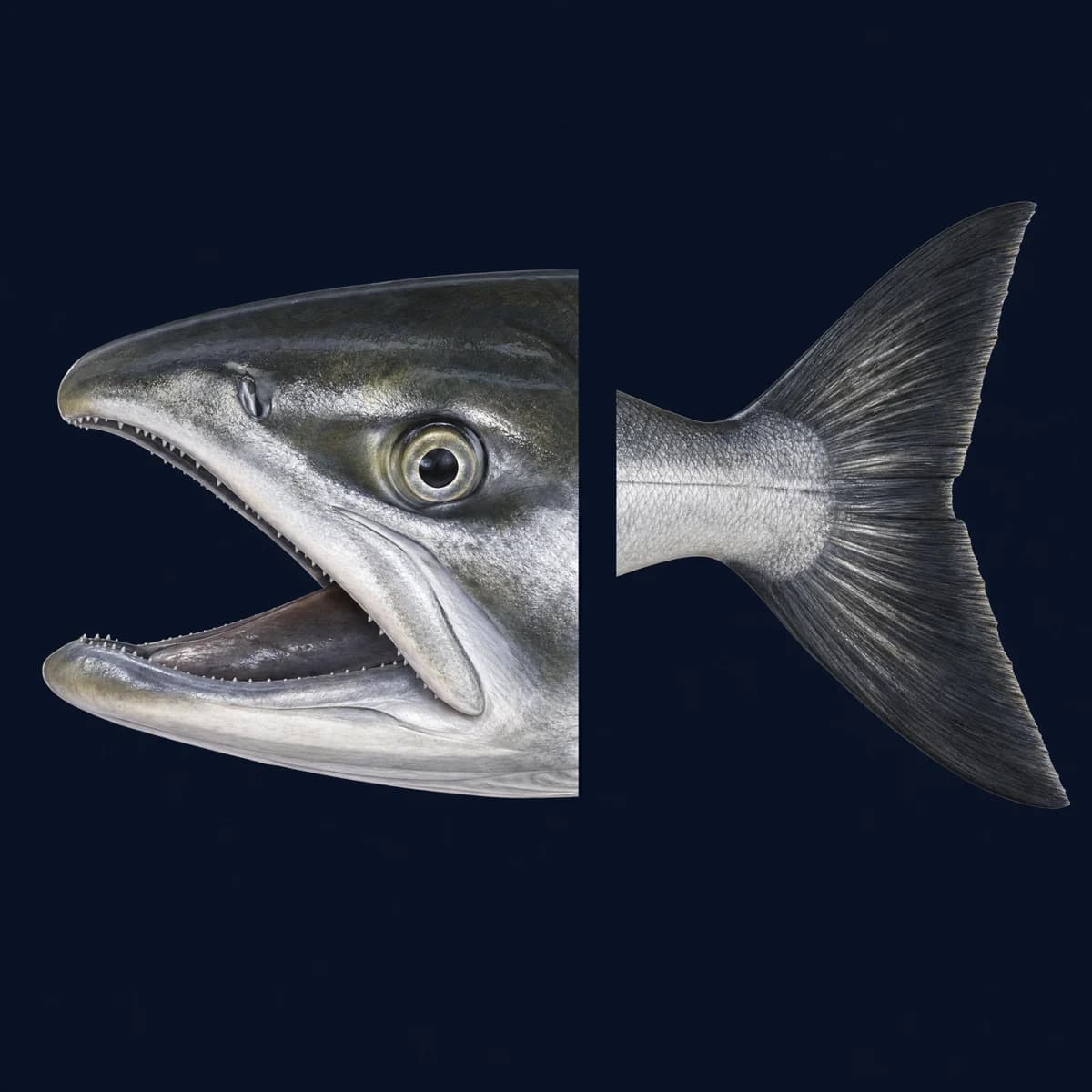 Chum jaw and tail identification