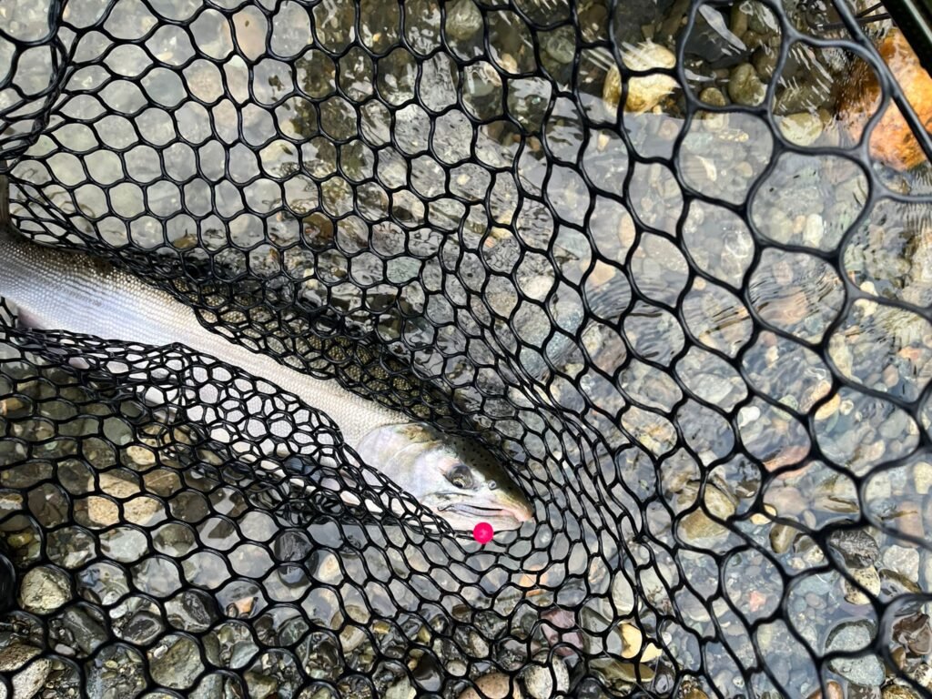 white sturgeon salmon on raspberry soft bead