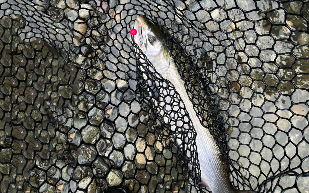 coho salmon and creise soft beads