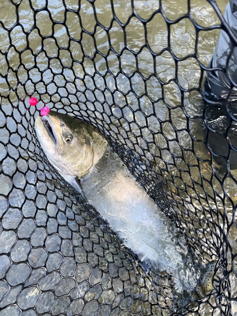 centerpin fishing techniques Spring on BeadnFloat's Raspberry Soft Beads