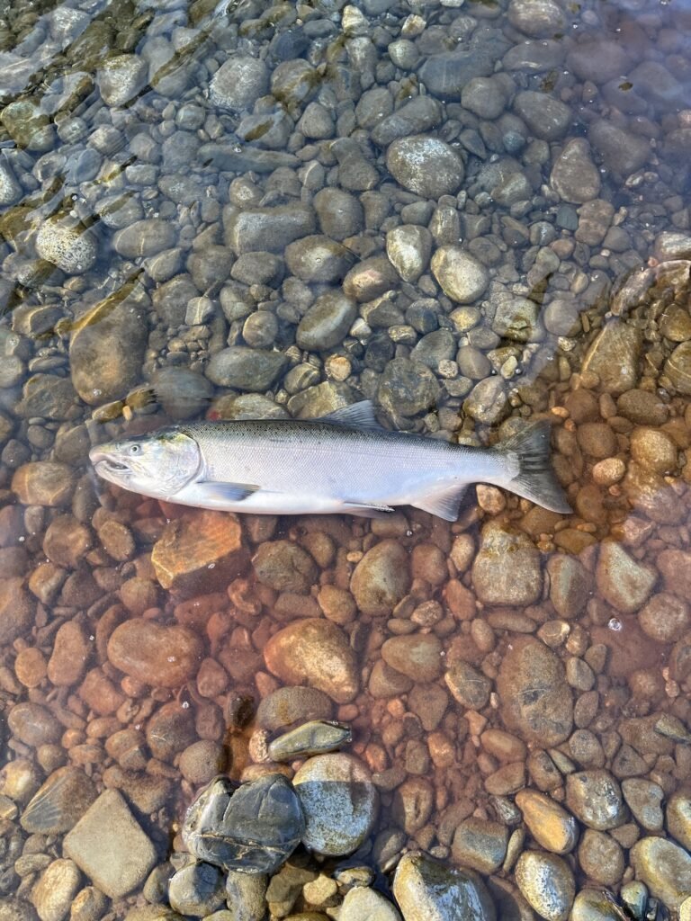weather patterns impact on fishing Chinook Salmon