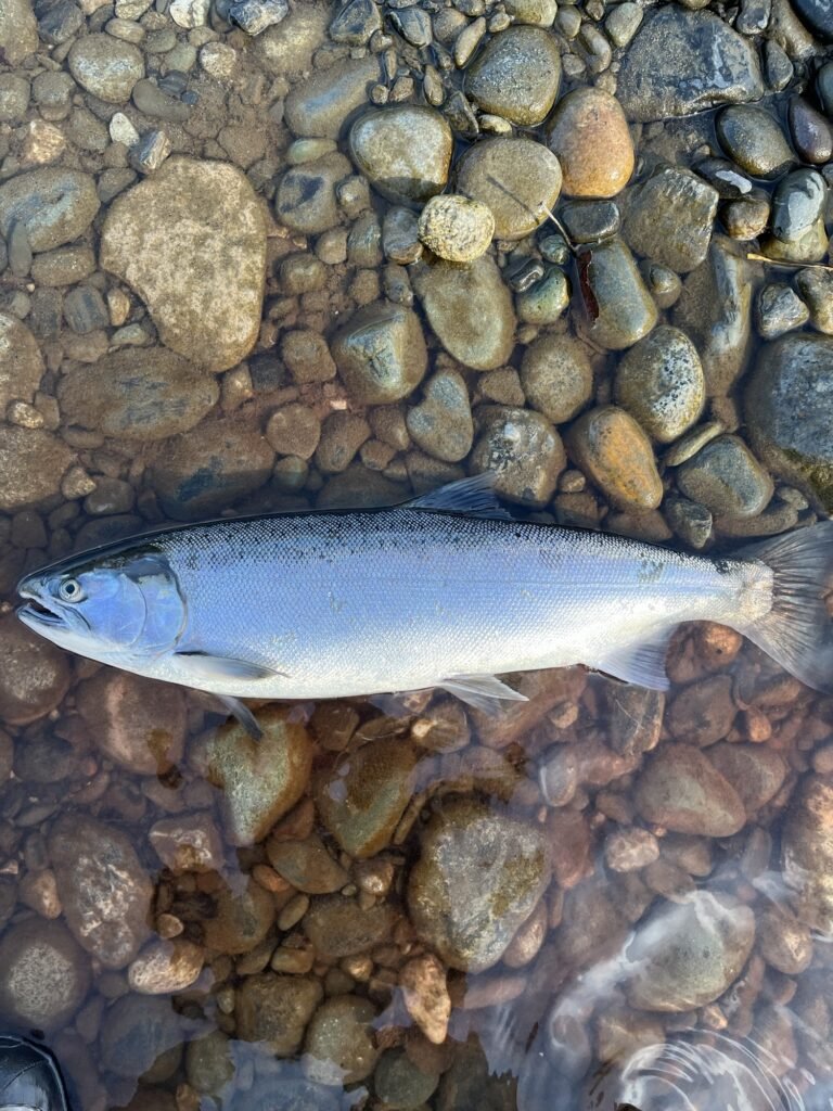 Coho Salmon