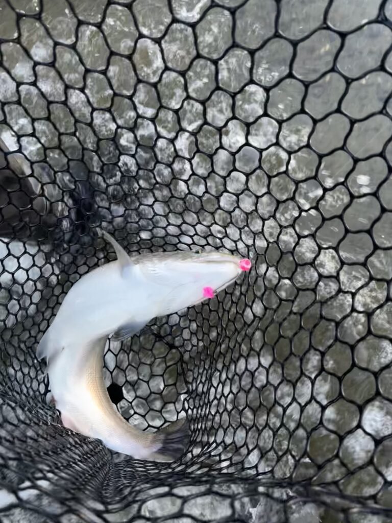 Coho on hot pink mottled soft bead