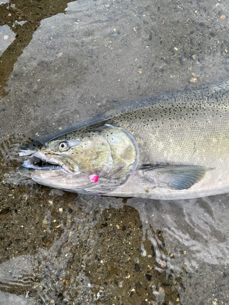 float fishing techniques Chinook on hot pink mottled soft bead