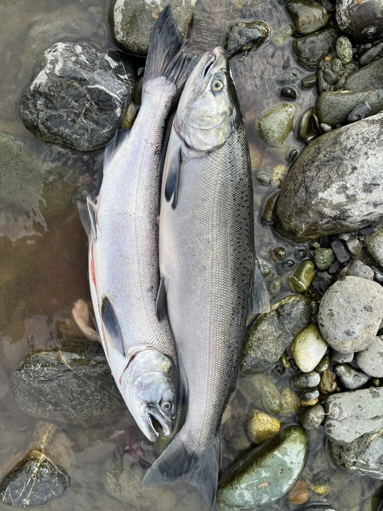Two coho salmon