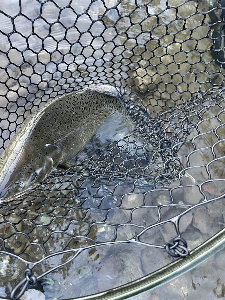 Chinook salmon caught in net