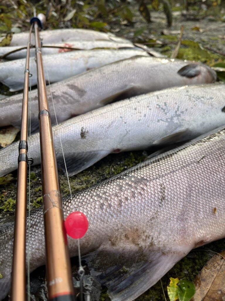 16mm Hot Pink soft bead catching coho salmon