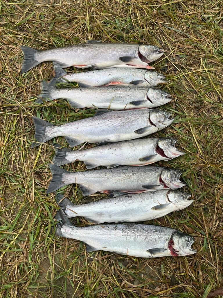 Coho salmon caught at Nicomen Slough